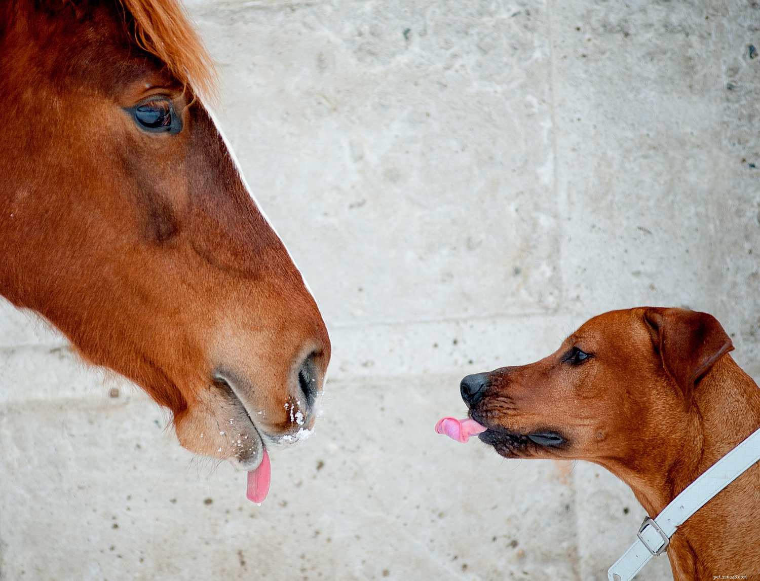 Recognizing Stress in Horses: Key Indicators and Management Tips
