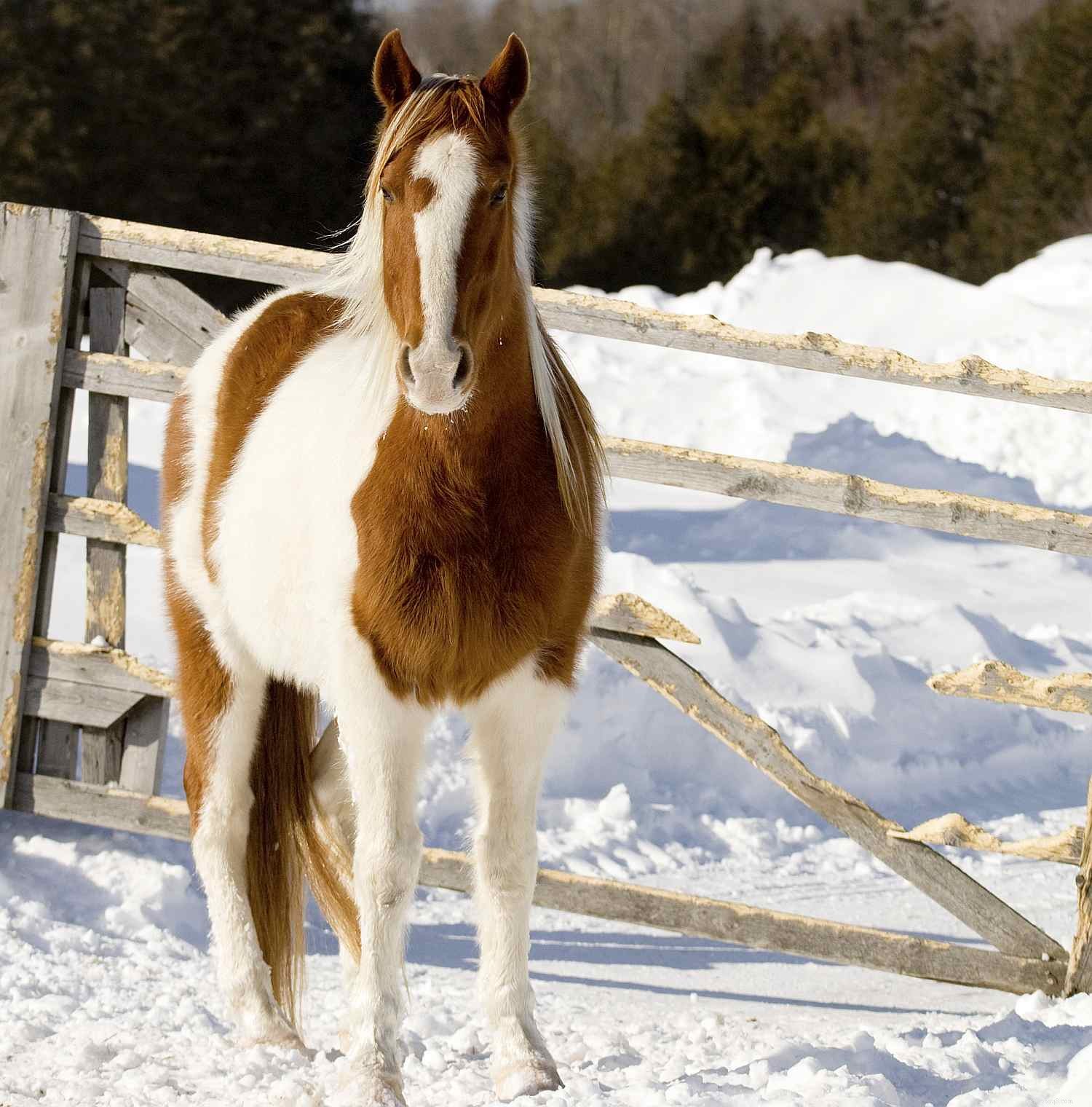 Recognizing Stress in Horses: Key Indicators and Management Tips