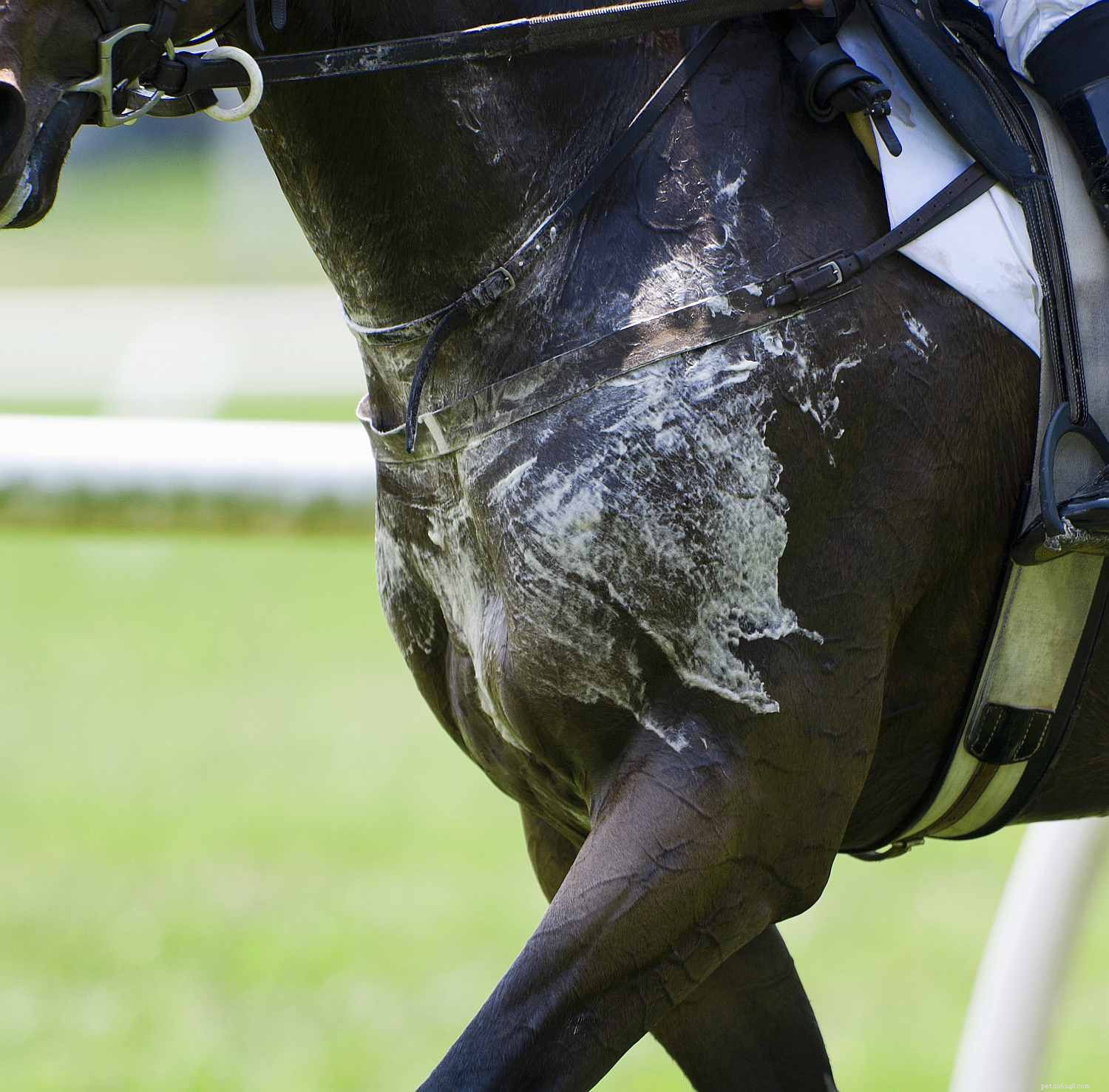 Recognizing Stress in Horses: Key Indicators and Management Tips