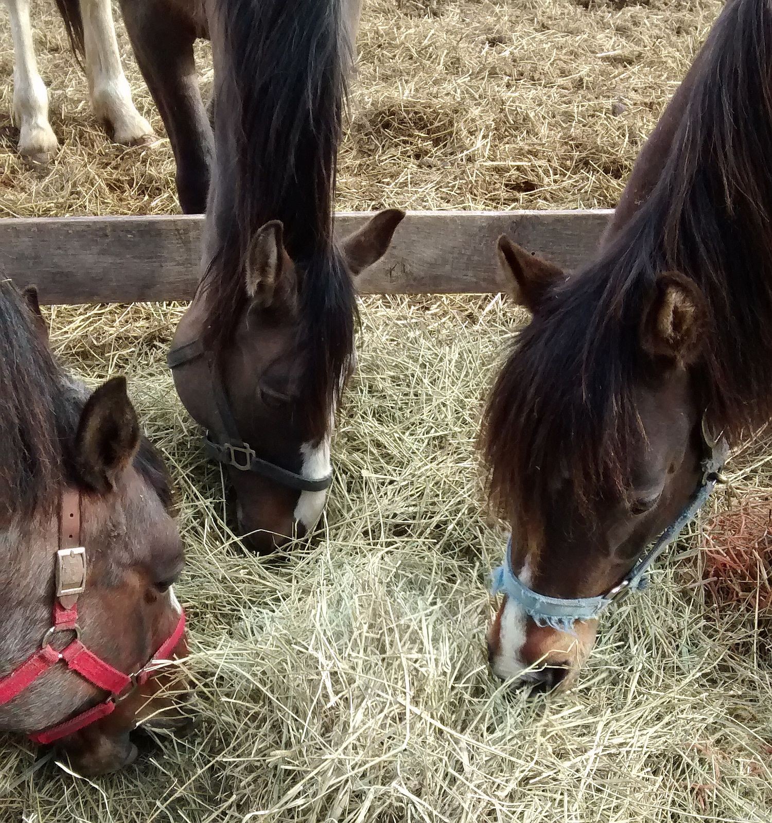 Recognizing Stress in Horses: Key Indicators and Management Tips