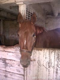 Recognizing Stress in Horses: Key Indicators and Management Tips