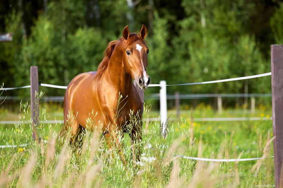 Recover Your Horse’s Pedigree Quickly and Safely