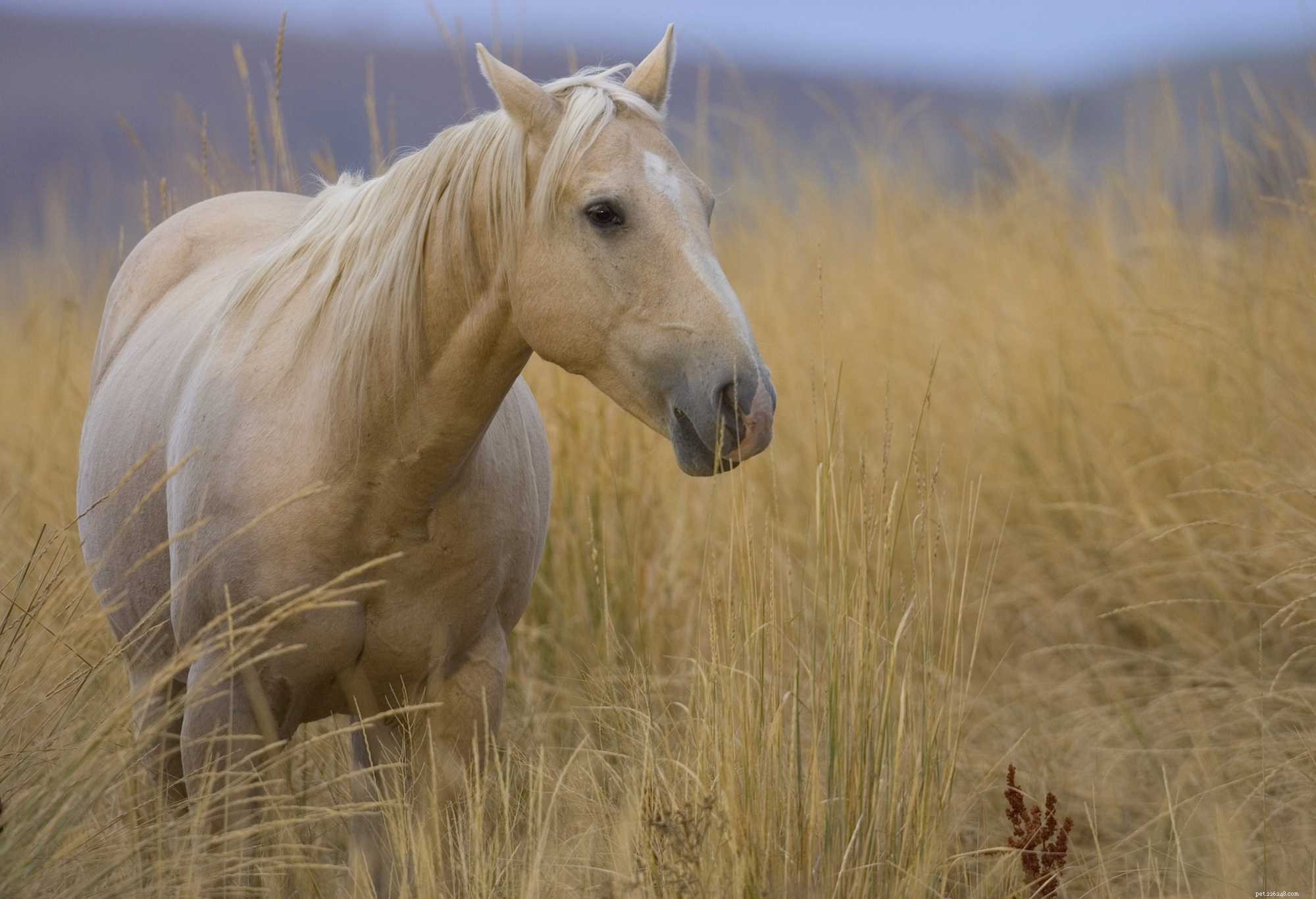 Recover Your Horse’s Pedigree Quickly and Safely