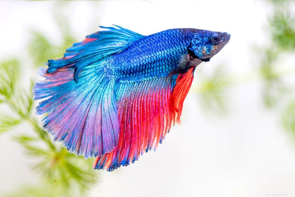 Easy Freshwater Fish for Beginners: Low-Maintenance, Stress-Free Aquariums