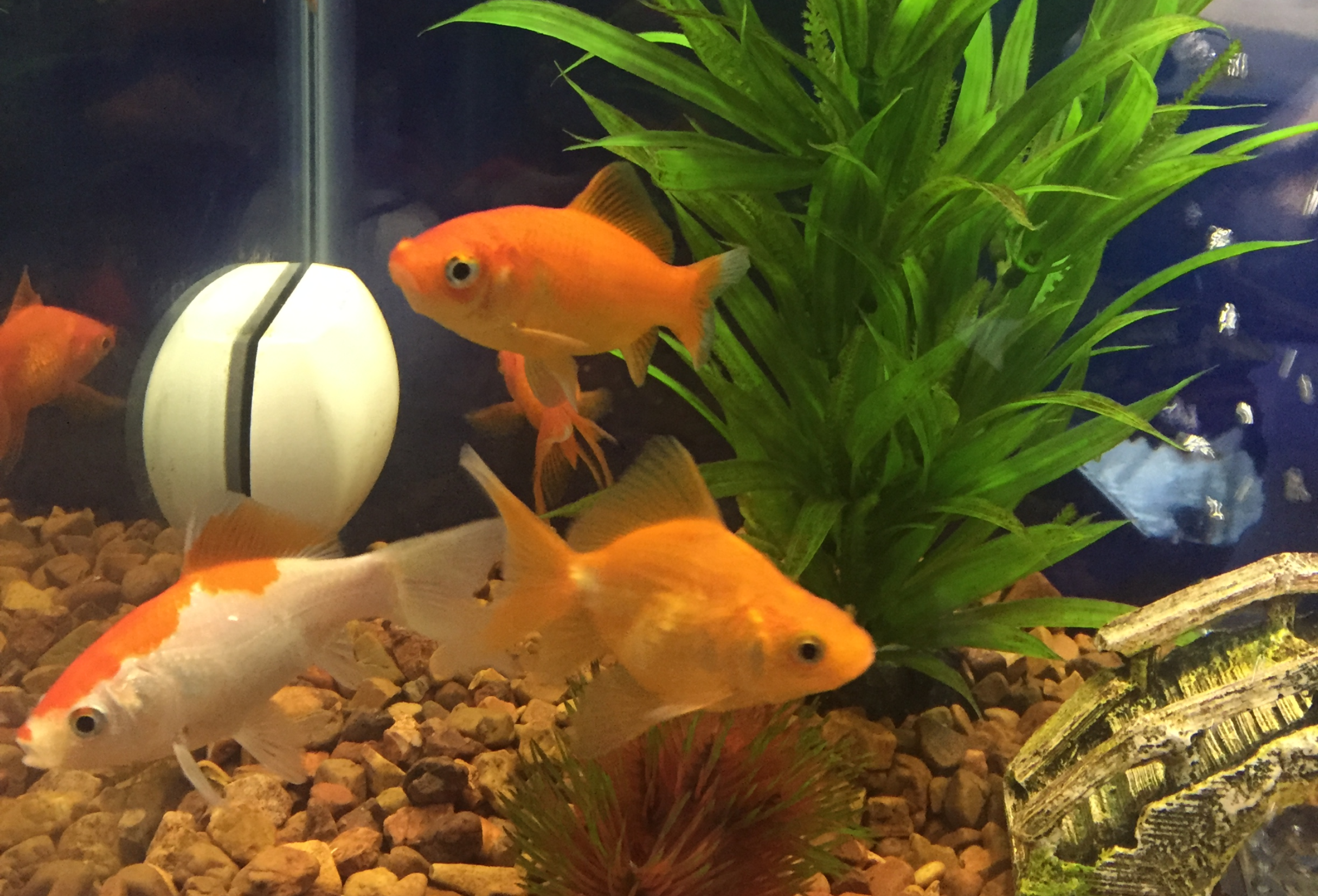 Easy Freshwater Fish for Beginners: Low-Maintenance, Stress-Free Aquariums
