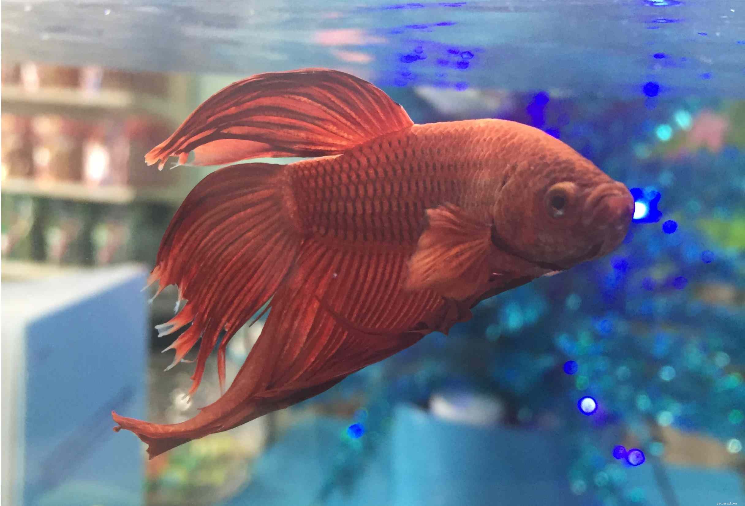 Easy Freshwater Fish for Beginners: Low-Maintenance, Stress-Free Aquariums