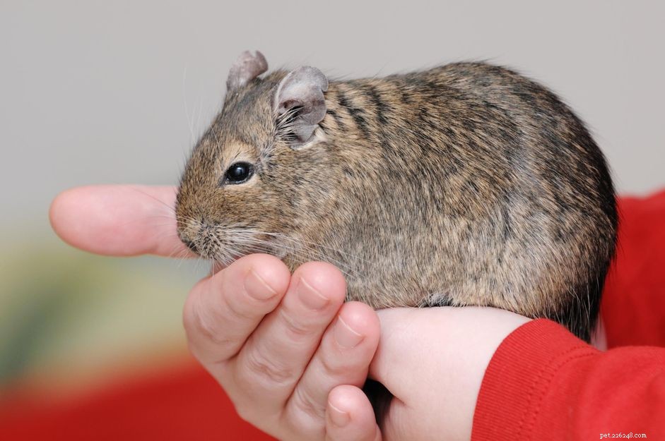 Is a Degu the Perfect Daytime Companion?