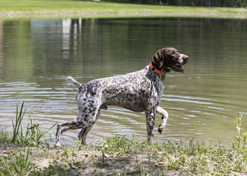 Understanding and Preventing Histoplasmosis in Dogs