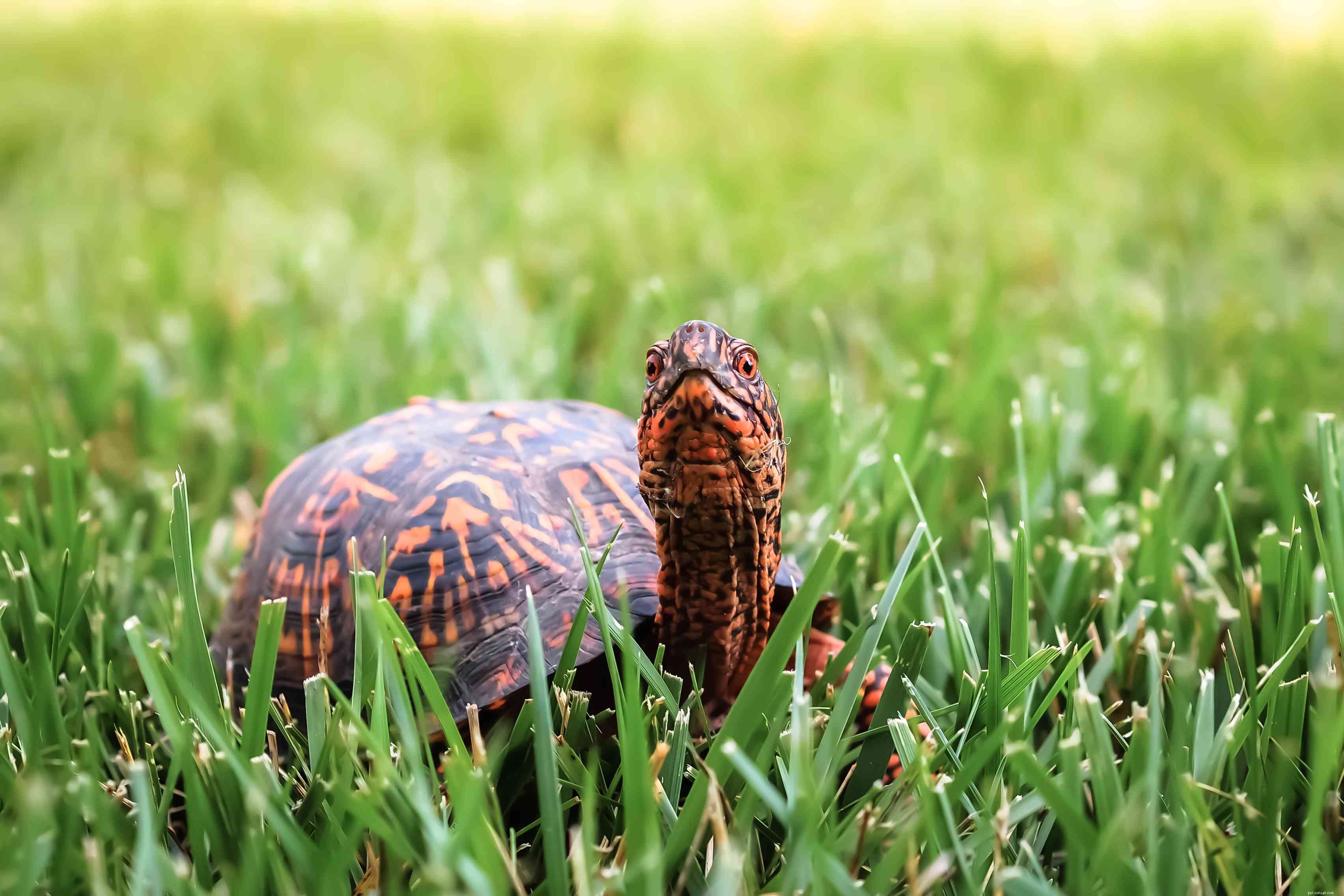 Top 10 Turtle Species That Make Excellent Pets