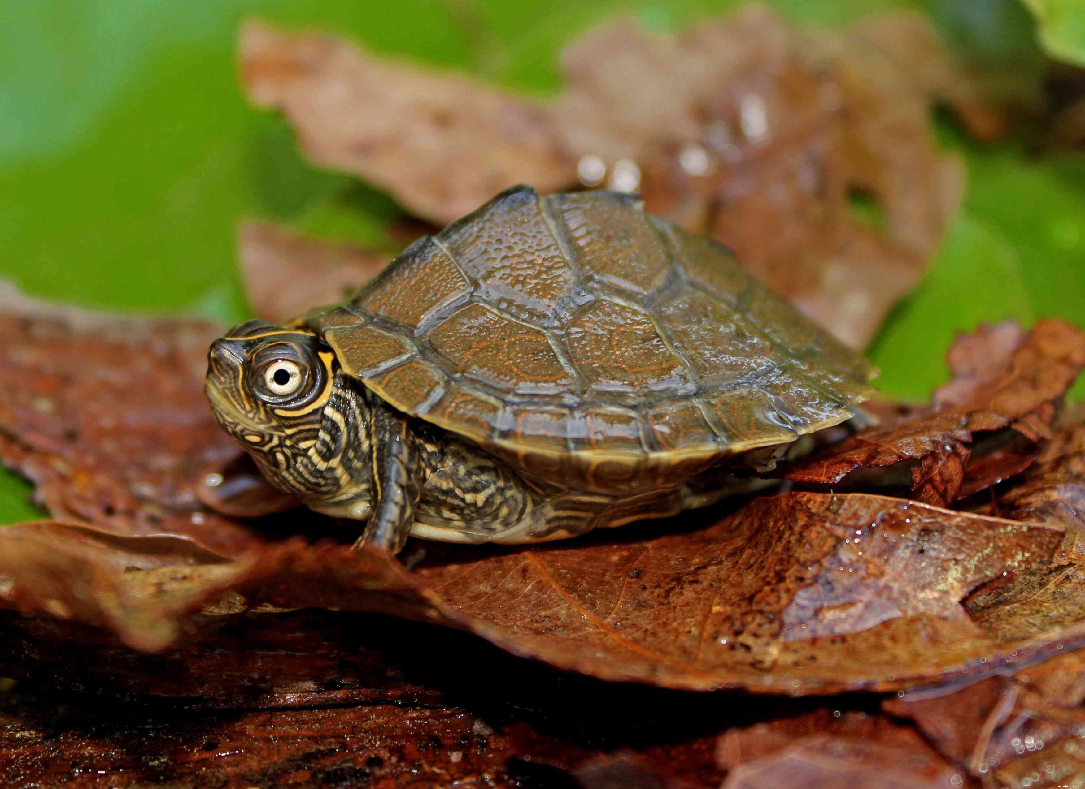 Top 10 Turtle Species That Make Excellent Pets