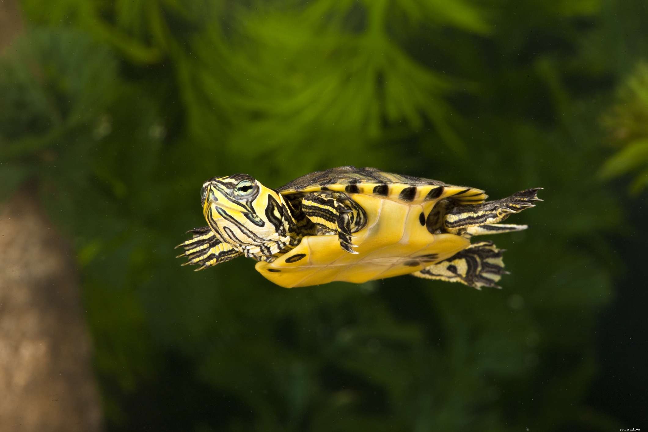 Top 10 Turtle Species That Make Excellent Pets