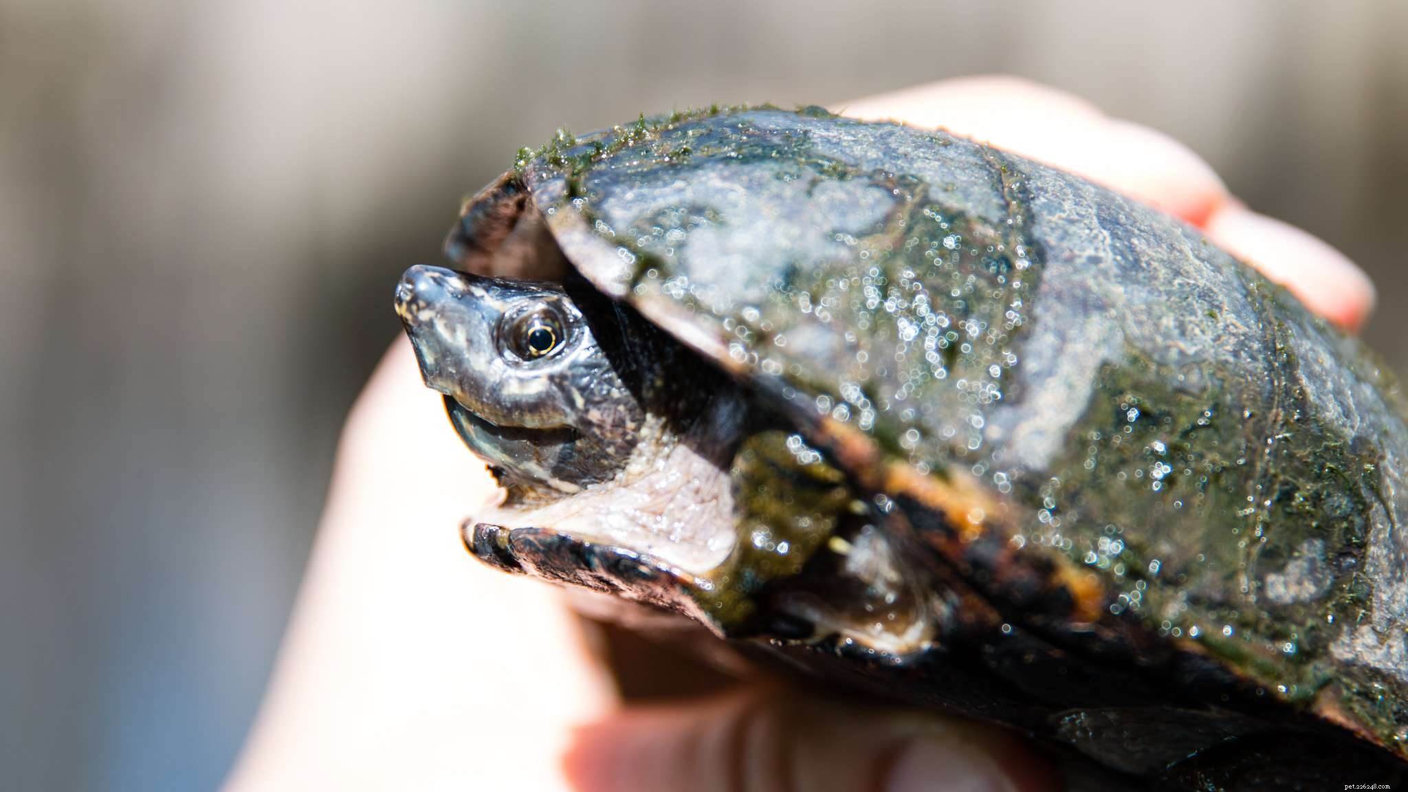 Top 10 Turtle Species That Make Excellent Pets