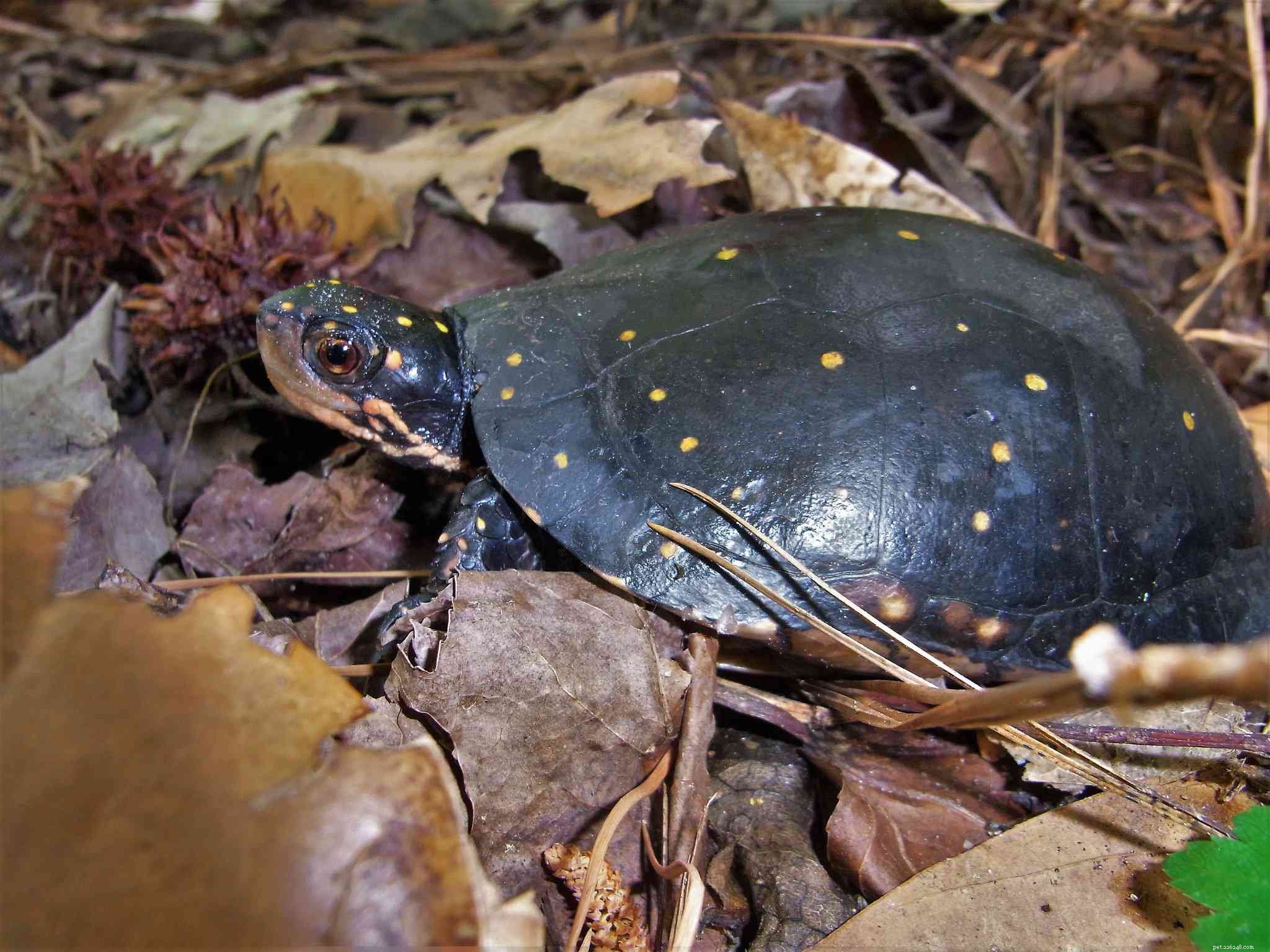 Top 10 Turtle Species That Make Excellent Pets