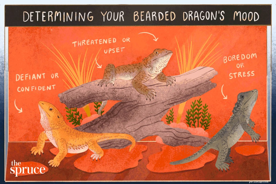 Understanding Bearded Dragon Behaviors: Normal, Stress, and Health Signals
