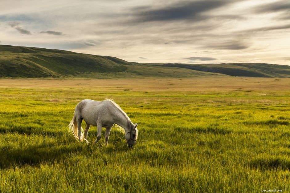 Essential Horse Nutrition: A Complete Guide to Feeding Your Equine Companion