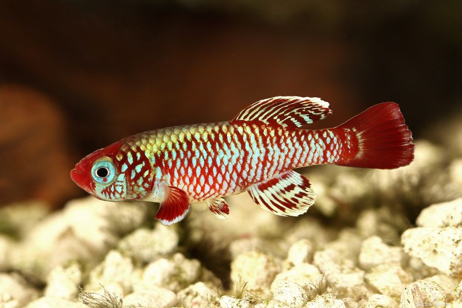Killifish Unveiled: The Vibrant, Egg‑Laying Fish of Warm Waters