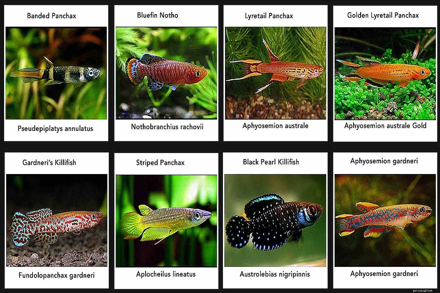 Killifish Unveiled: The Vibrant, Egg‑Laying Fish of Warm Waters