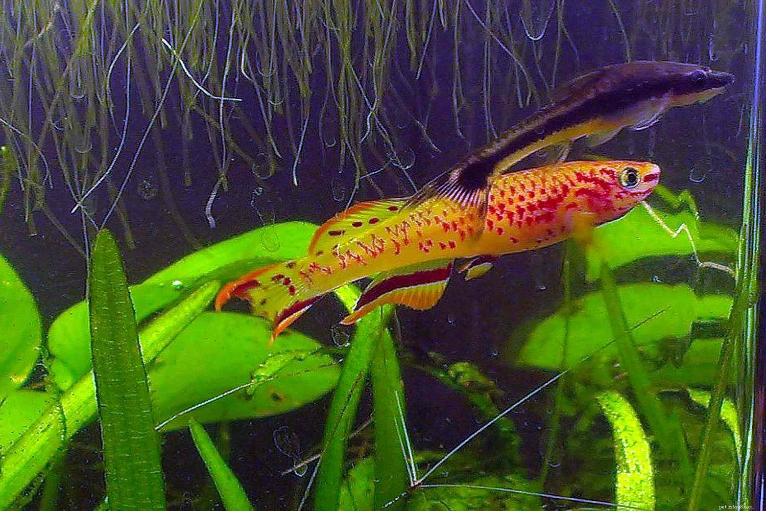 Killifish Unveiled: The Vibrant, Egg‑Laying Fish of Warm Waters