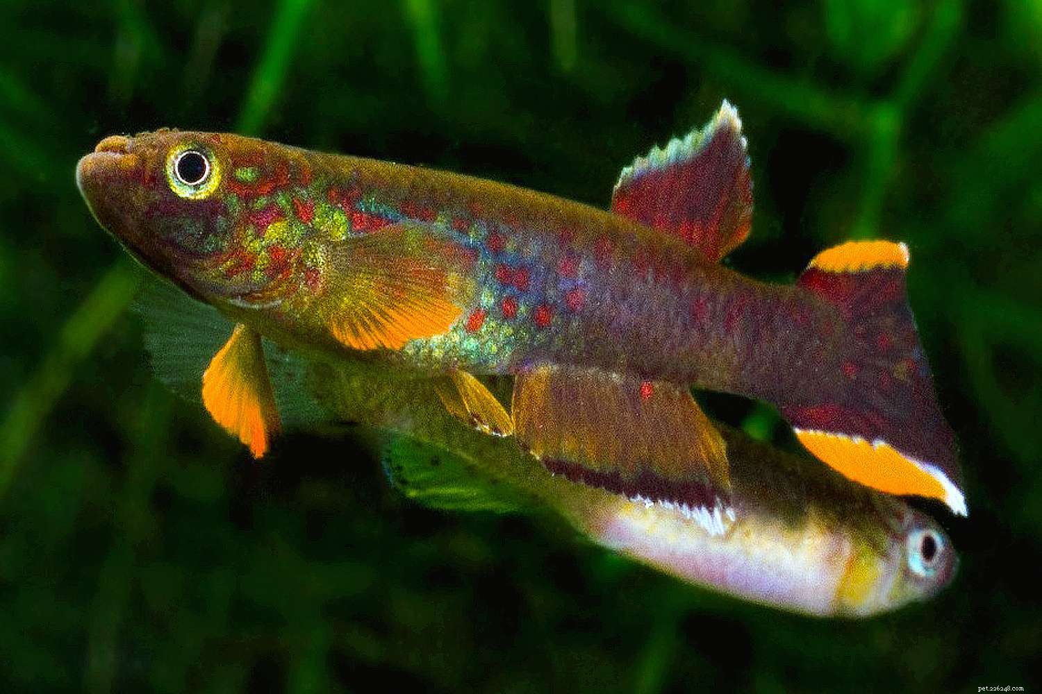 Killifish Unveiled: The Vibrant, Egg‑Laying Fish of Warm Waters
