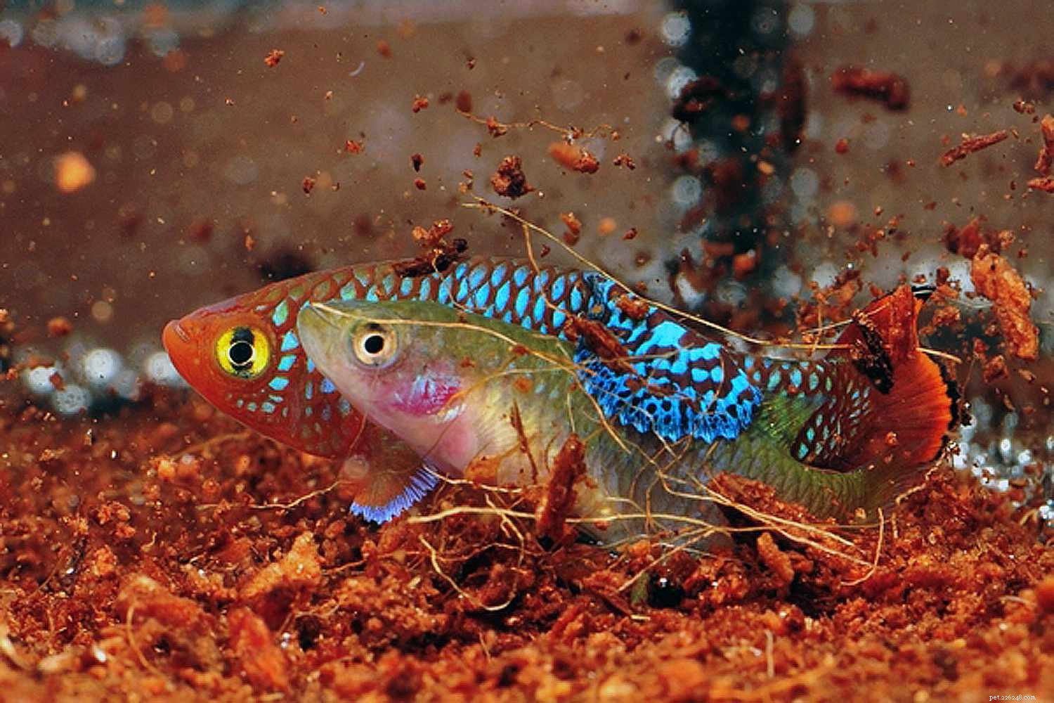 Killifish Unveiled: The Vibrant, Egg‑Laying Fish of Warm Waters