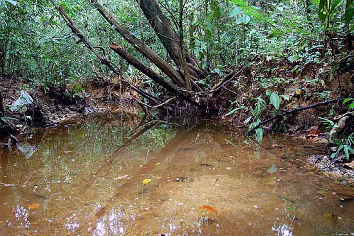 Killifish Unveiled: The Vibrant, Egg‑Laying Fish of Warm Waters