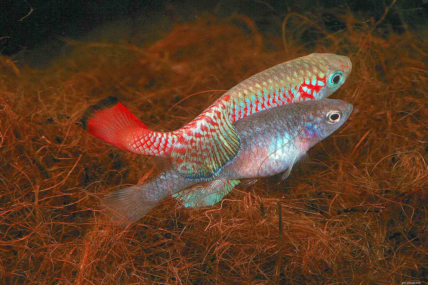 Killifish Unveiled: The Vibrant, Egg‑Laying Fish of Warm Waters