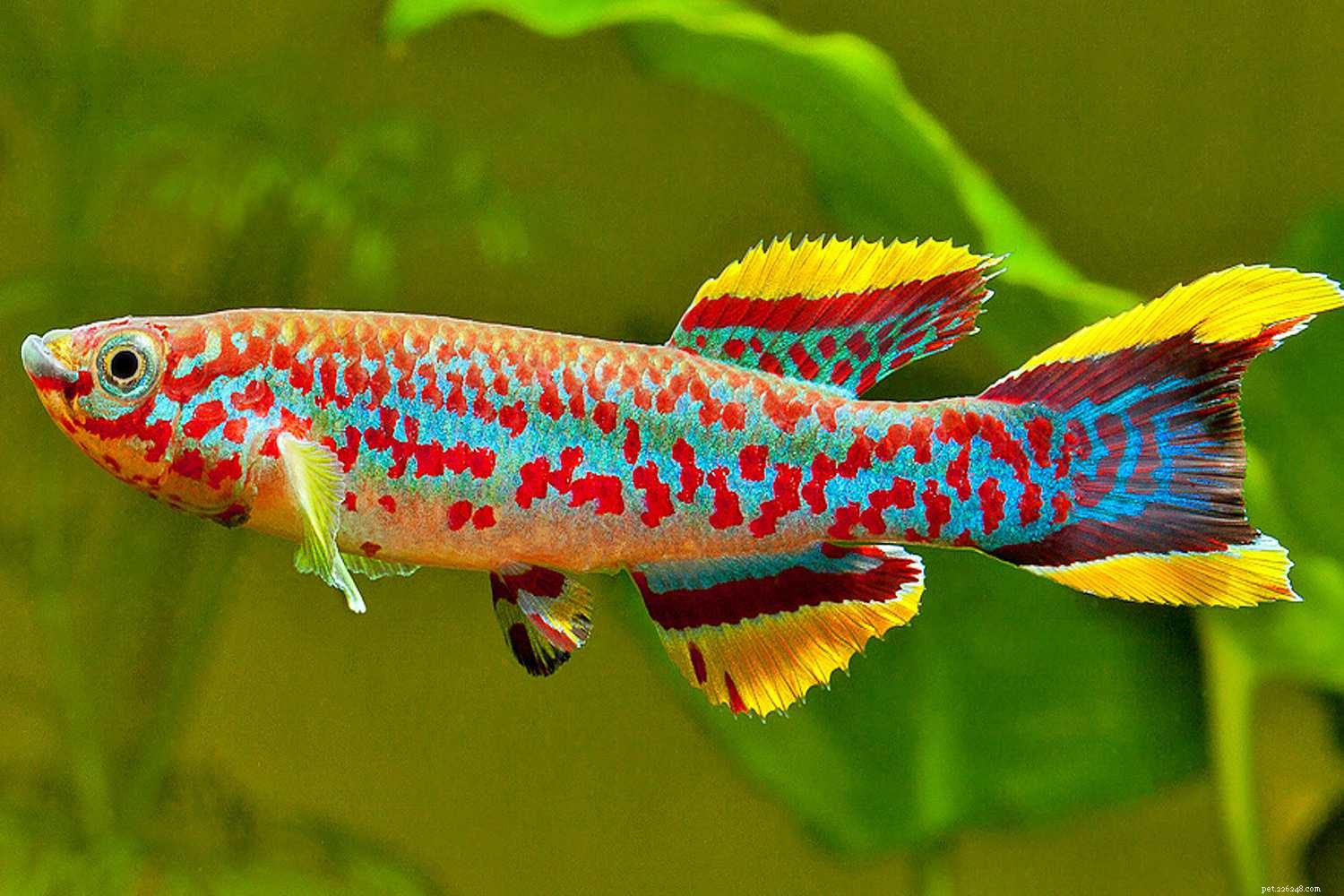 Killifish Unveiled: The Vibrant, Egg‑Laying Fish of Warm Waters