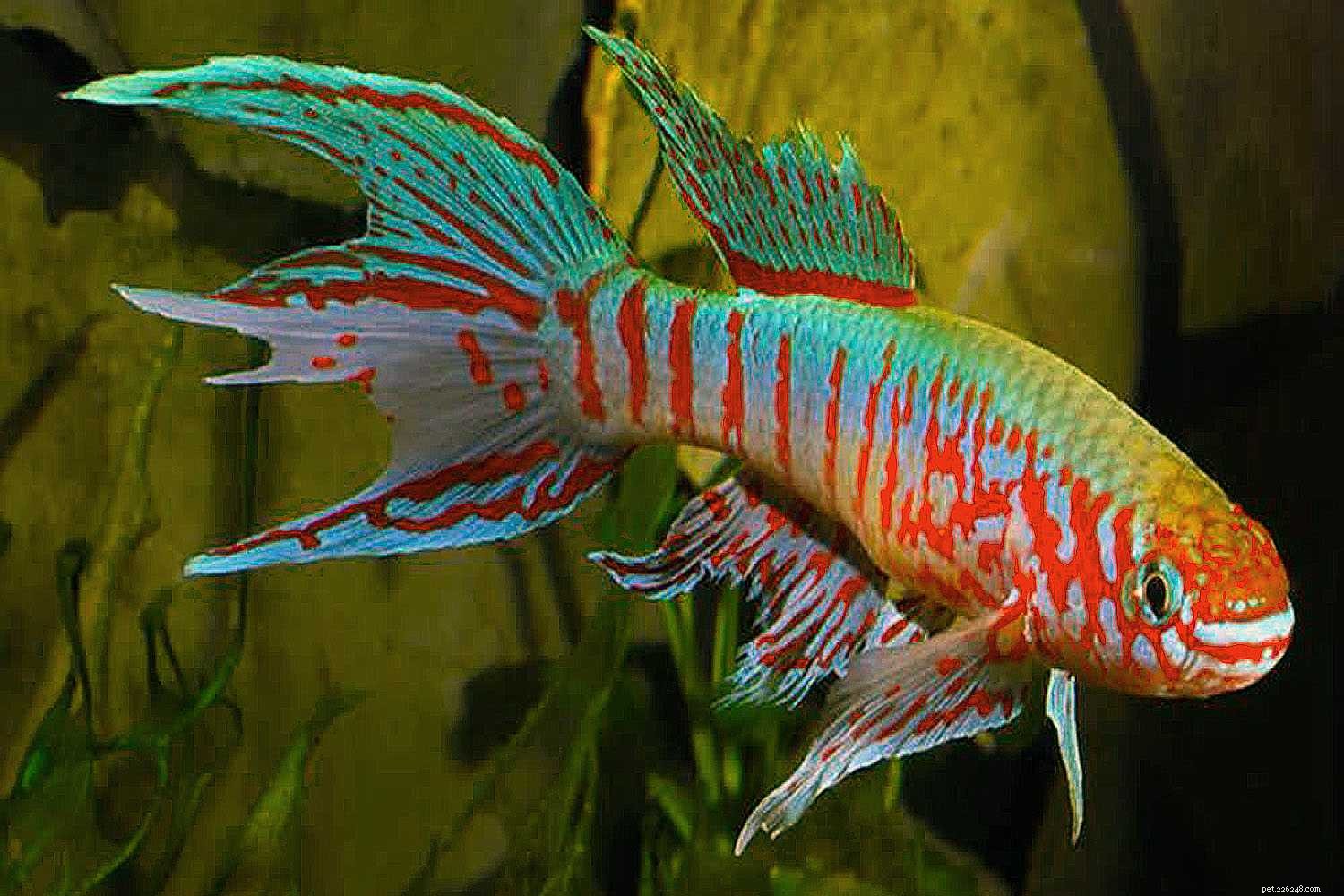 Killifish Unveiled: The Vibrant, Egg‑Laying Fish of Warm Waters