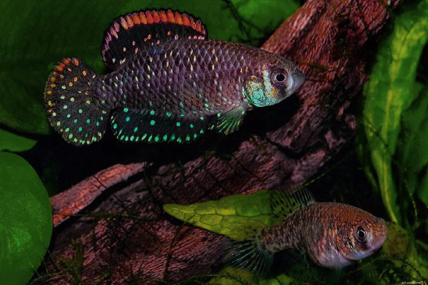 Killifish Unveiled: The Vibrant, Egg‑Laying Fish of Warm Waters