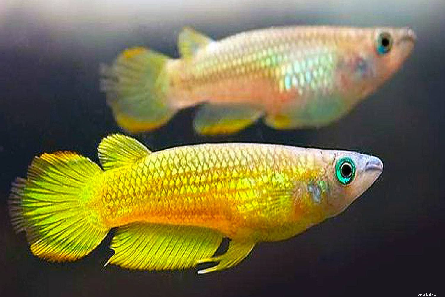 Killifish Unveiled: The Vibrant, Egg‑Laying Fish of Warm Waters