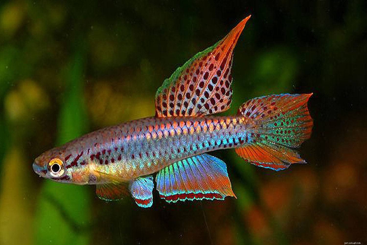 Killifish Unveiled: The Vibrant, Egg‑Laying Fish of Warm Waters
