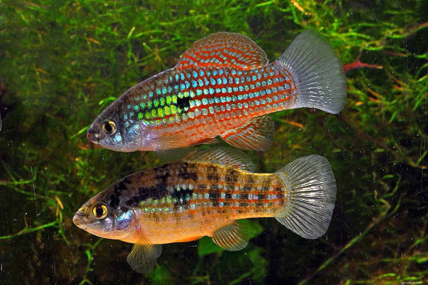 Killifish Unveiled: The Vibrant, Egg‑Laying Fish of Warm Waters