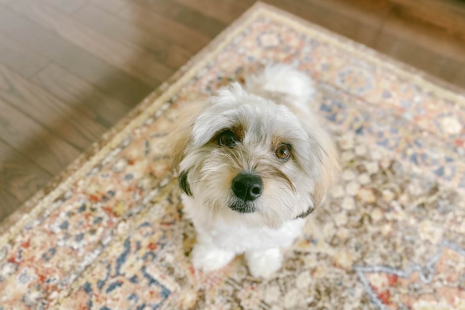 Spotting and Treating Cataracts in Dogs: A Vet’s Guide