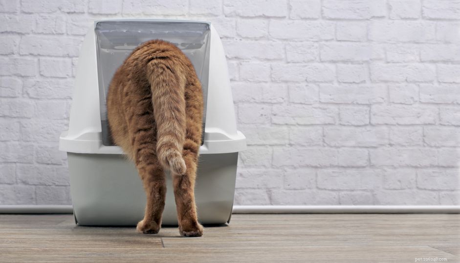 Anal Sac Disease in Cats: Symptoms, Causes, and Care Guide