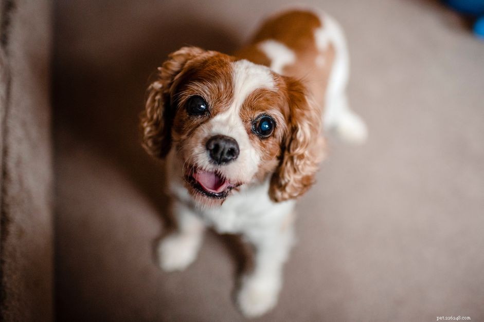 Expert Guide to Spotting and Treating Dry Eye (KCS) in Dogs