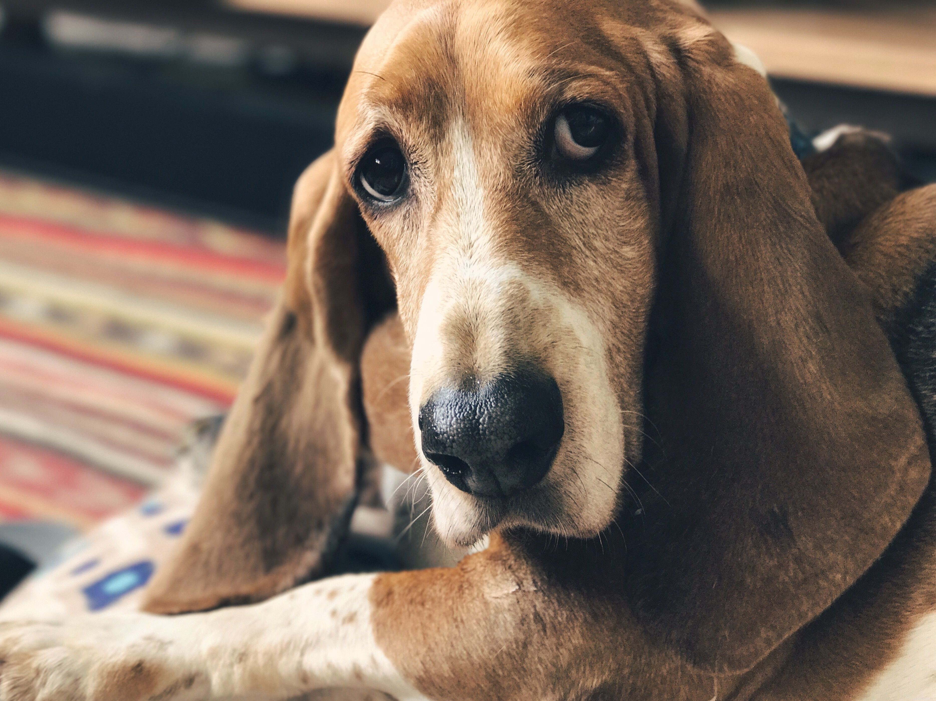 Top 15 Dog Breeds Perfect for Apartment and Condo Living