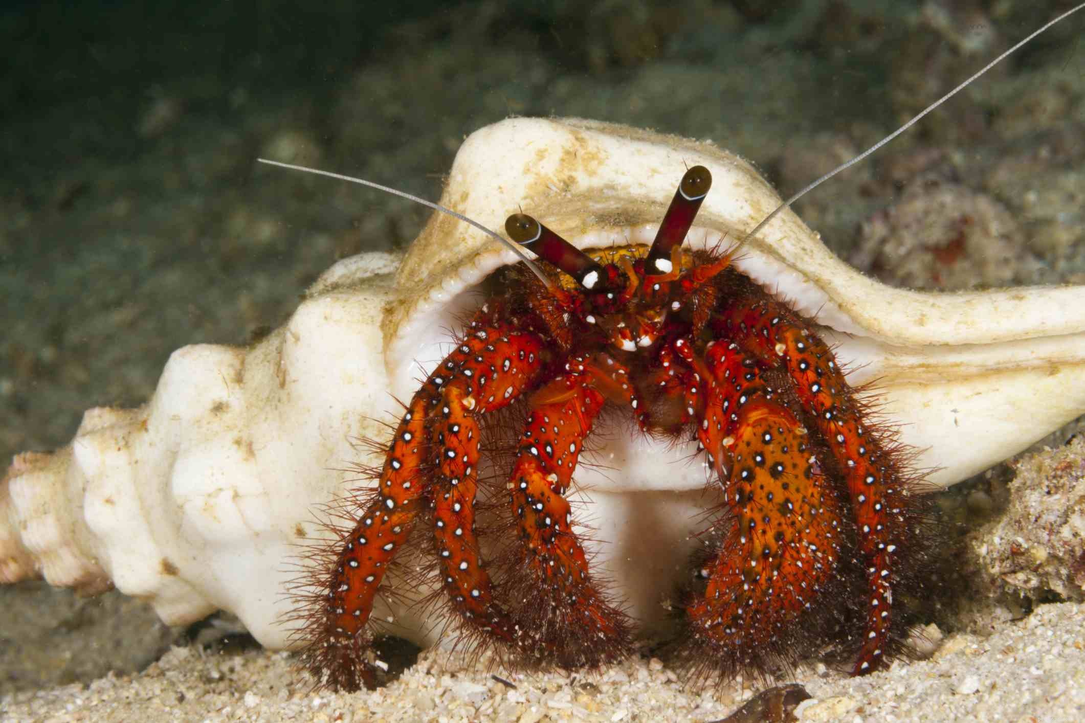 How to Effectively Remove Aiptasia Anemones from Your Saltwater Reef Tank