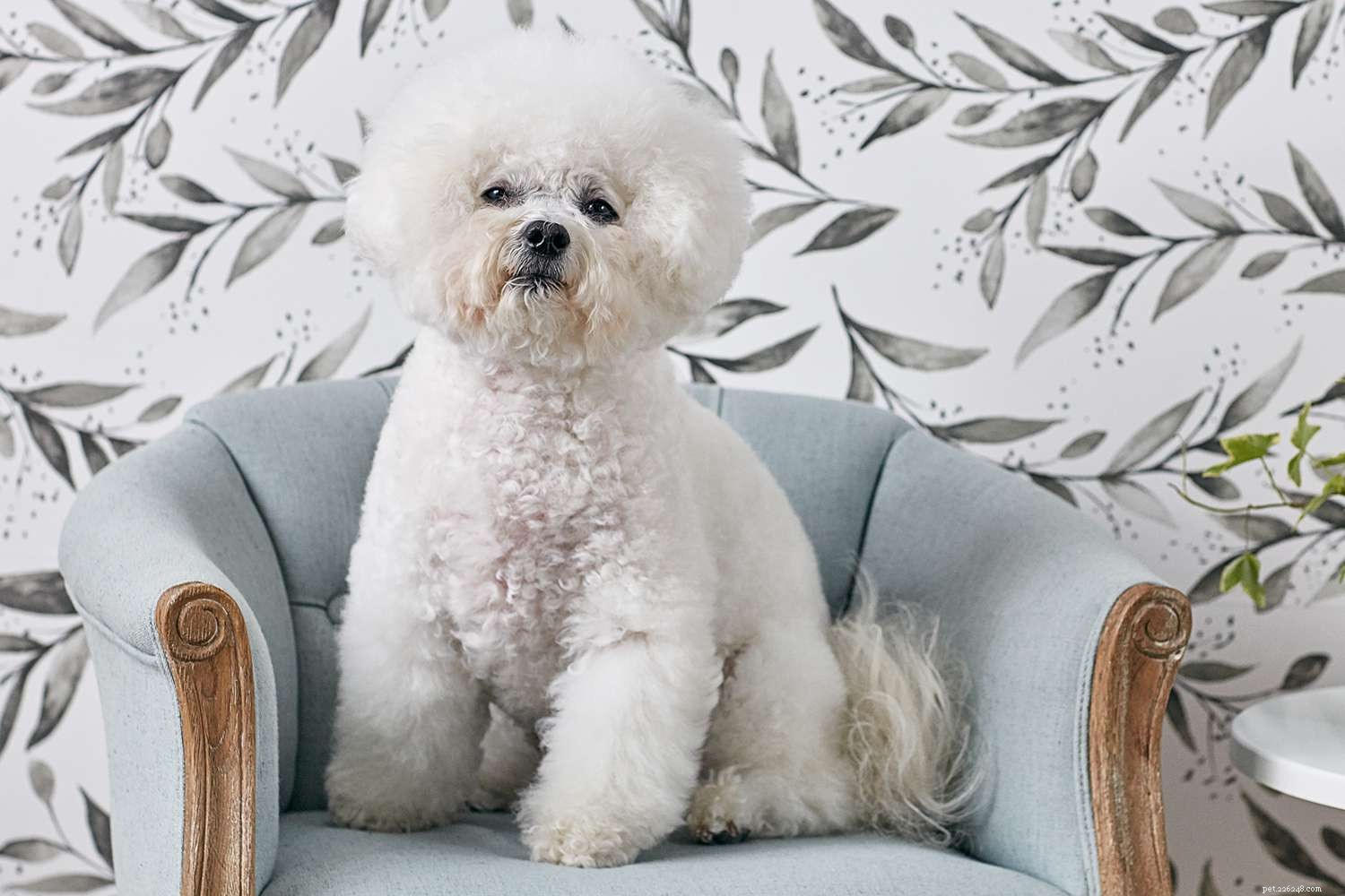 Top 15 Dog Breeds Perfect for Apartment and Condo Living