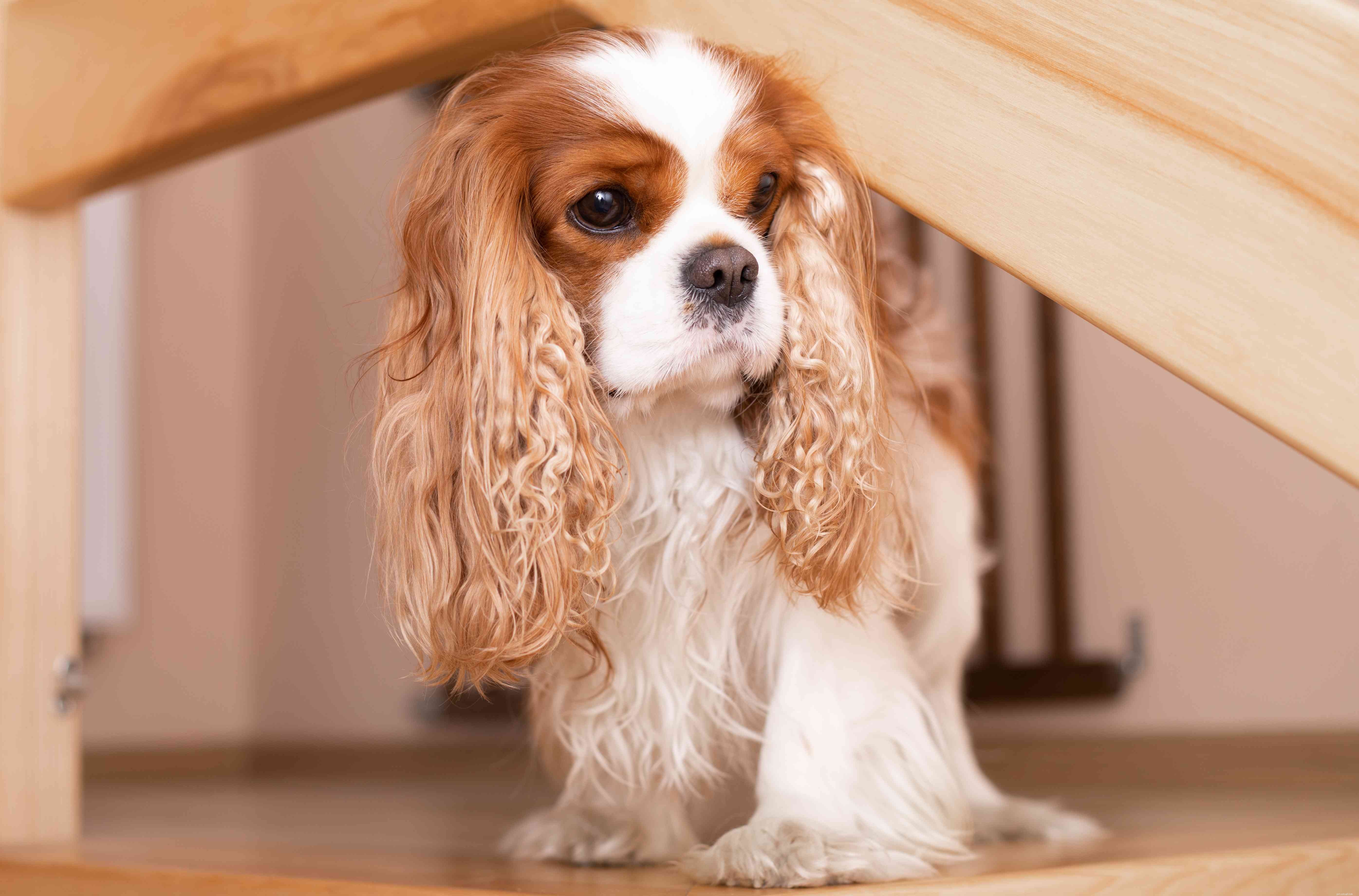 Top 15 Dog Breeds Perfect for Apartment and Condo Living