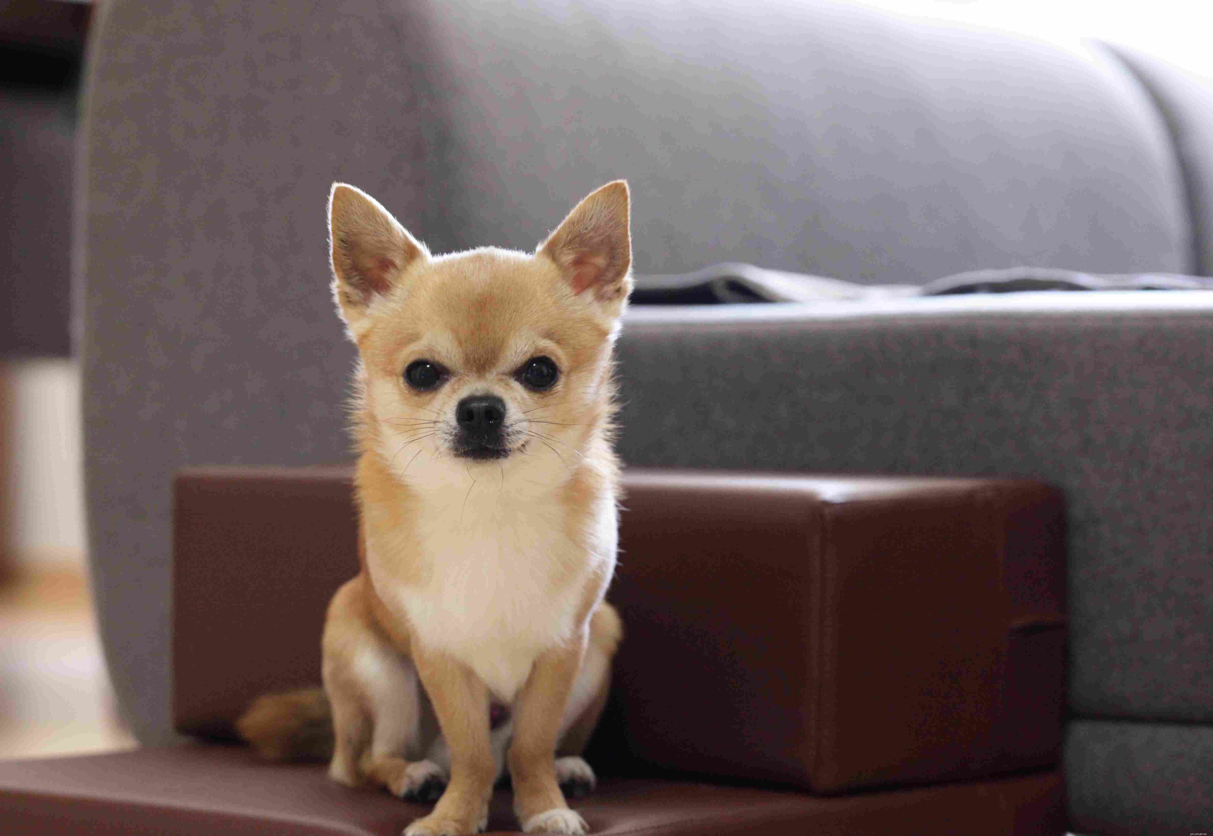 Top 15 Dog Breeds Perfect for Apartment and Condo Living
