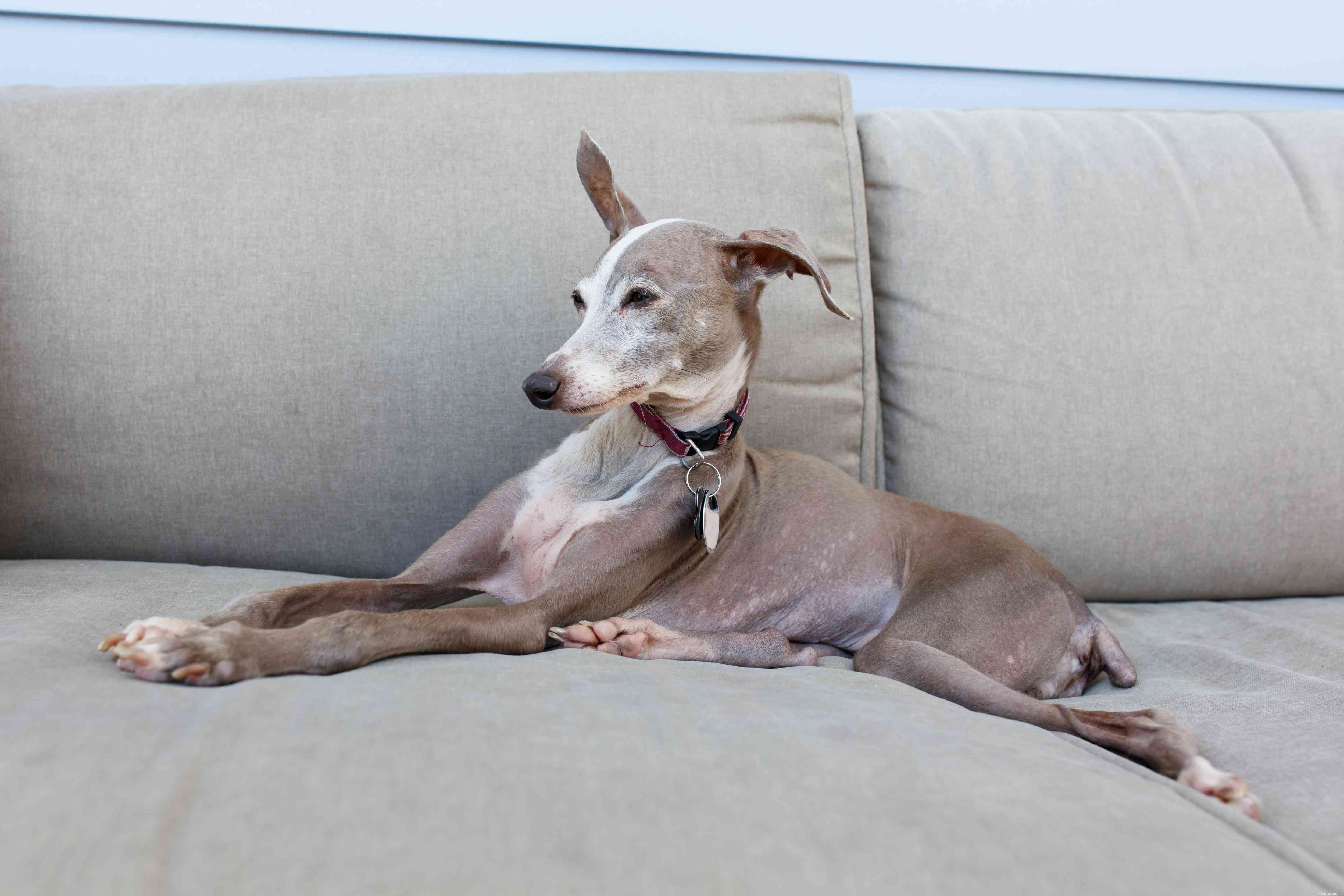 Top 15 Dog Breeds Perfect for Apartment and Condo Living