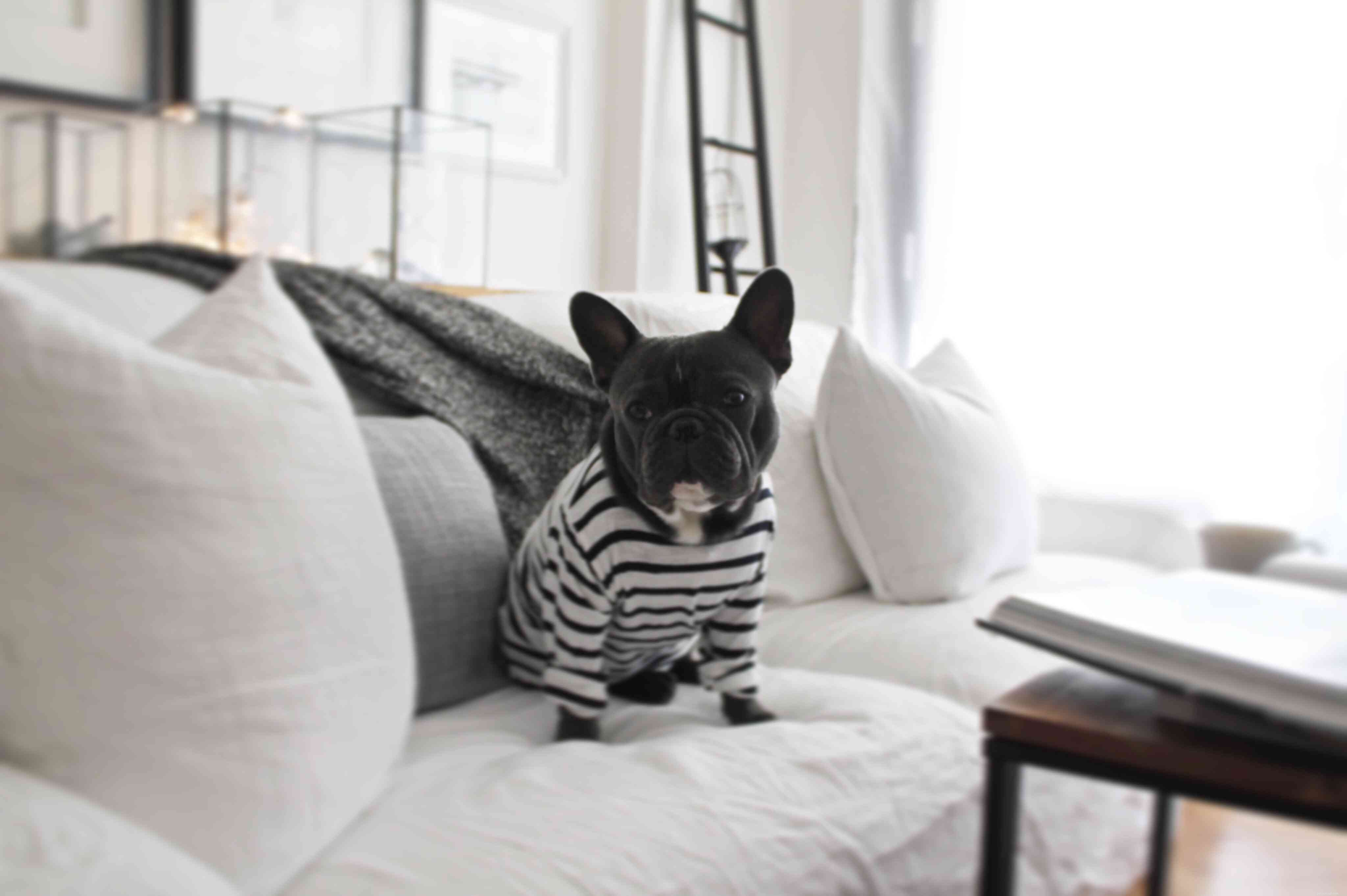 Top 15 Dog Breeds Perfect for Apartment and Condo Living