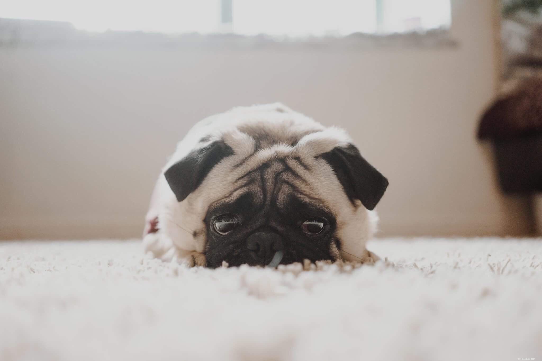 Top 15 Dog Breeds Perfect for Apartment and Condo Living