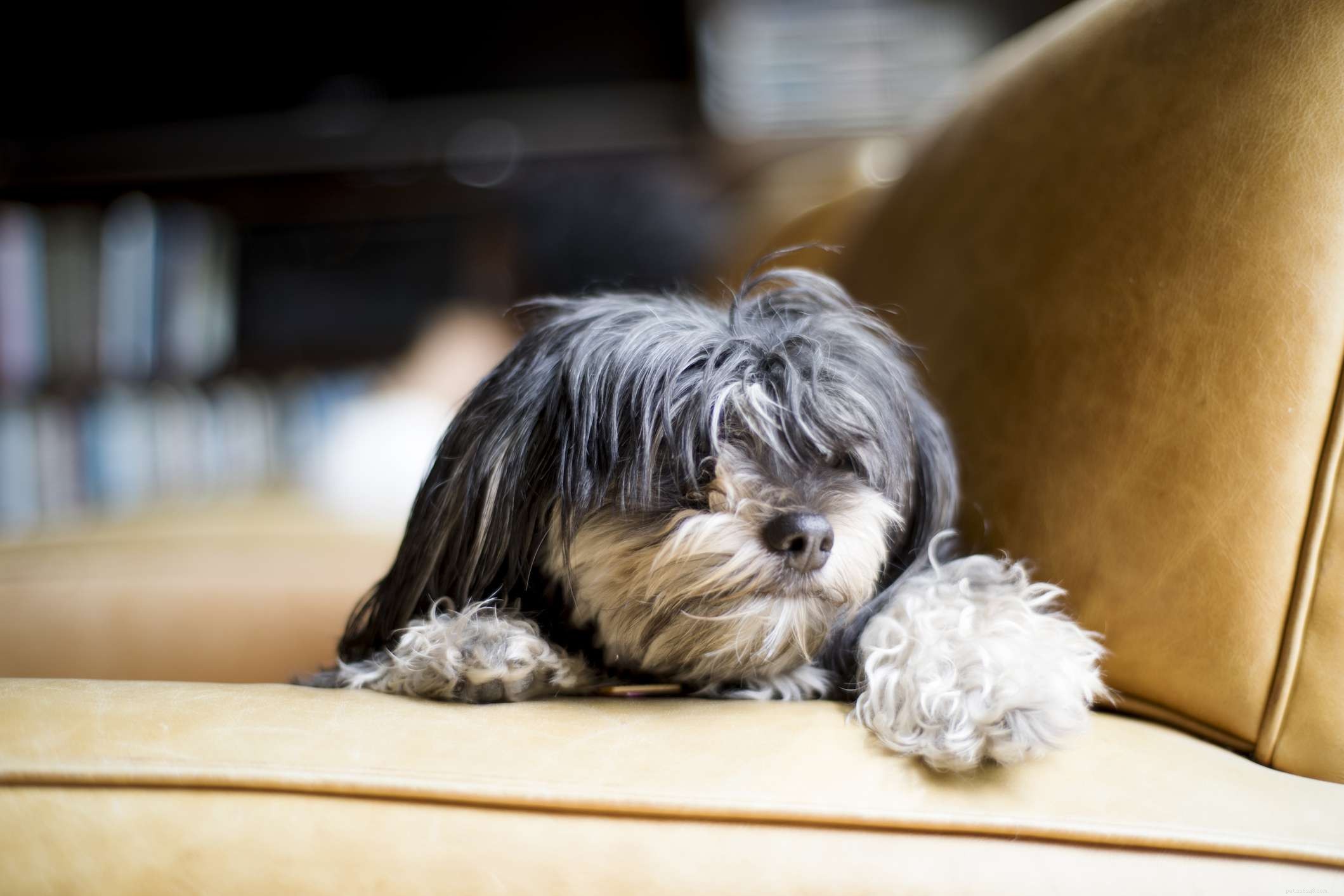 Top 15 Dog Breeds Perfect for Apartment and Condo Living