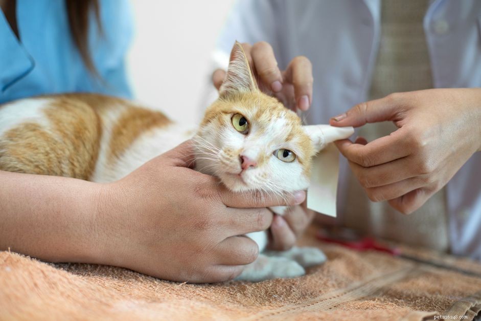 Understanding Neurological Disorders in Cats: Symptoms, Causes, and Care