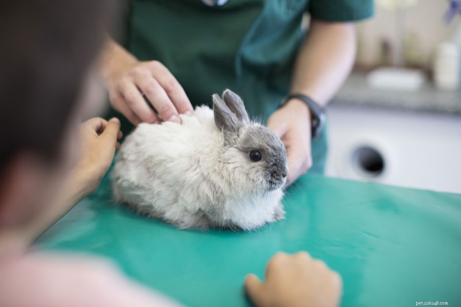 Understanding and Treating Limping in Your Pet Rabbit: Causes, Symptoms, and Care