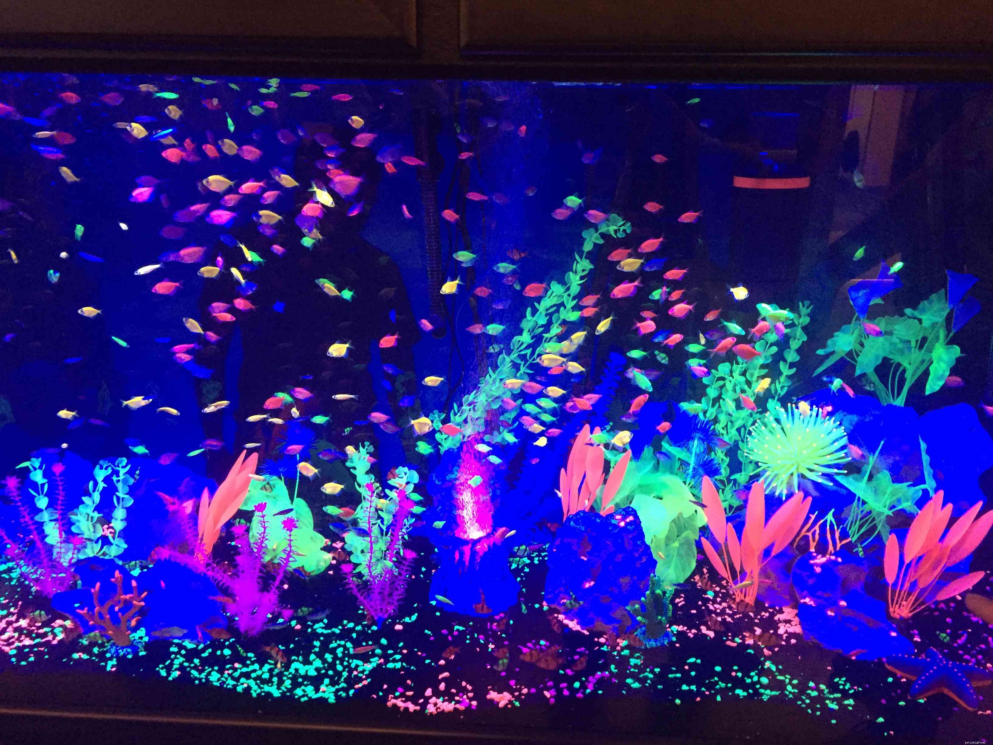 Top Freshwater Fish for Heated Aquariums: A Trusted Species Guide