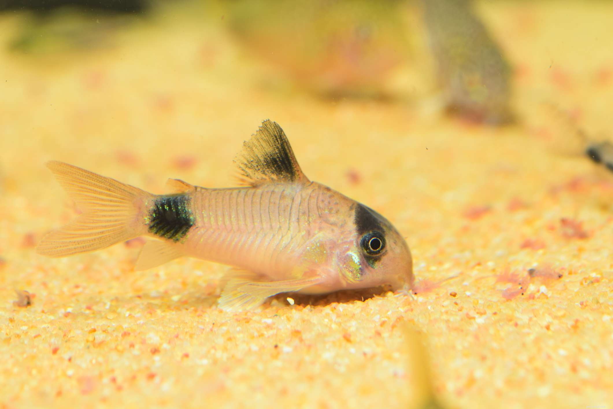 Top Freshwater Fish for Heated Aquariums: A Trusted Species Guide