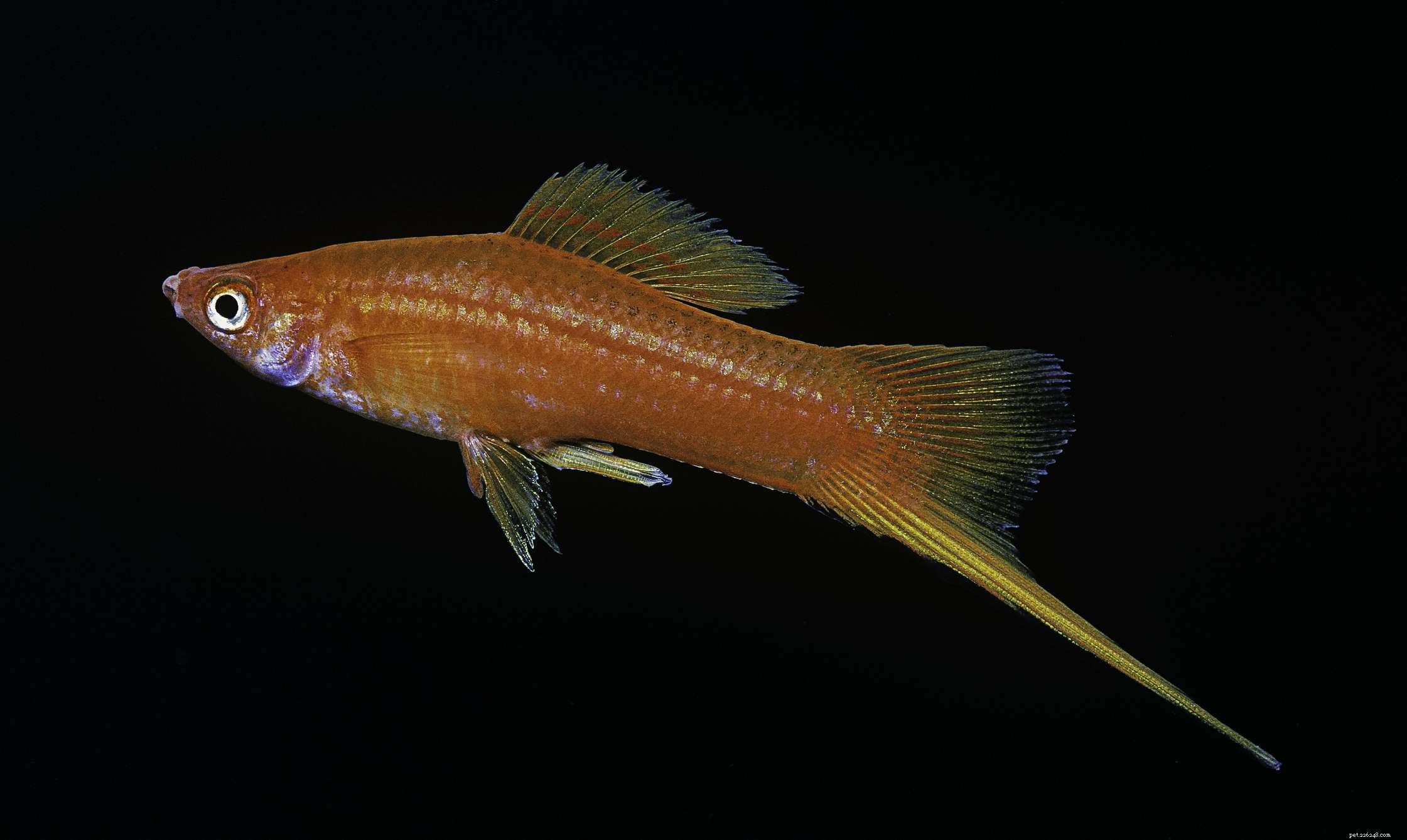 Top Freshwater Fish for Heated Aquariums: A Trusted Species Guide