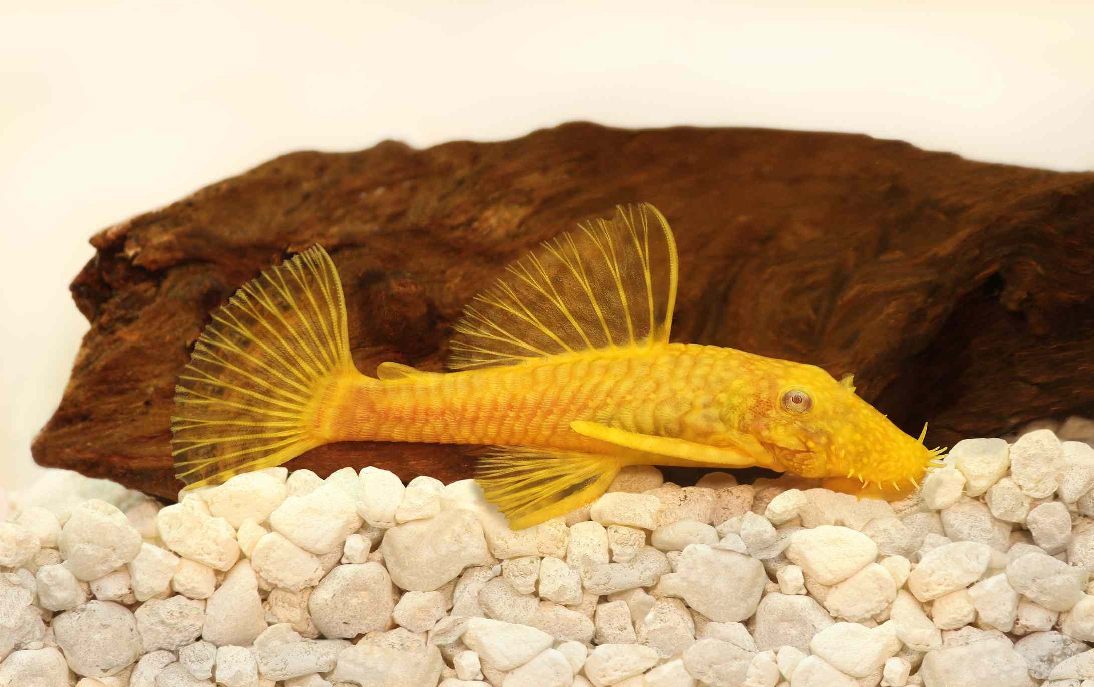 Top Freshwater Fish for Heated Aquariums: A Trusted Species Guide